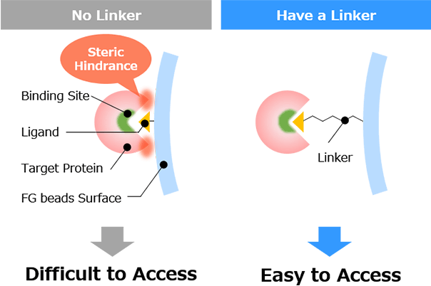The Role of the Linker