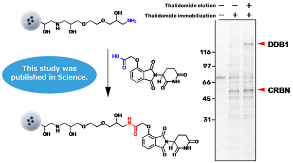 Search for Novel Target Proteins of Thalidomide