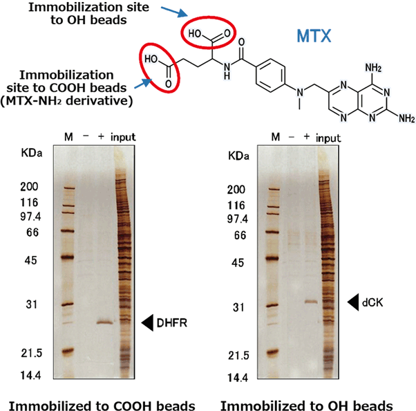 Search for Novel Target Proteins for MTX (methotrexate)