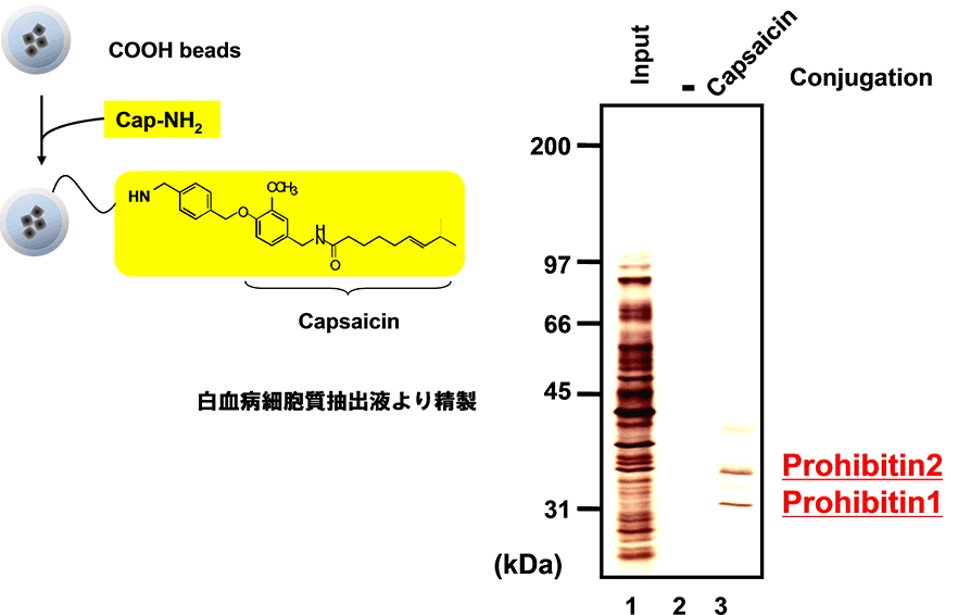 Capsaicin（カプサイシン）の標的タンパク質の探索