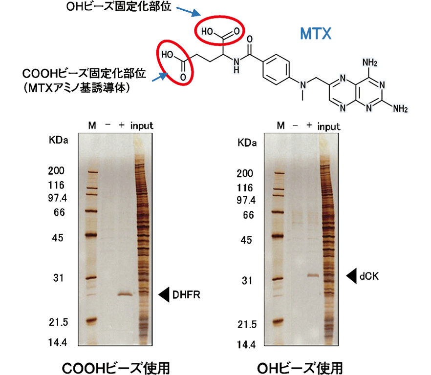 MTX（メトトレキサート）の新規標的タンパク質の探索