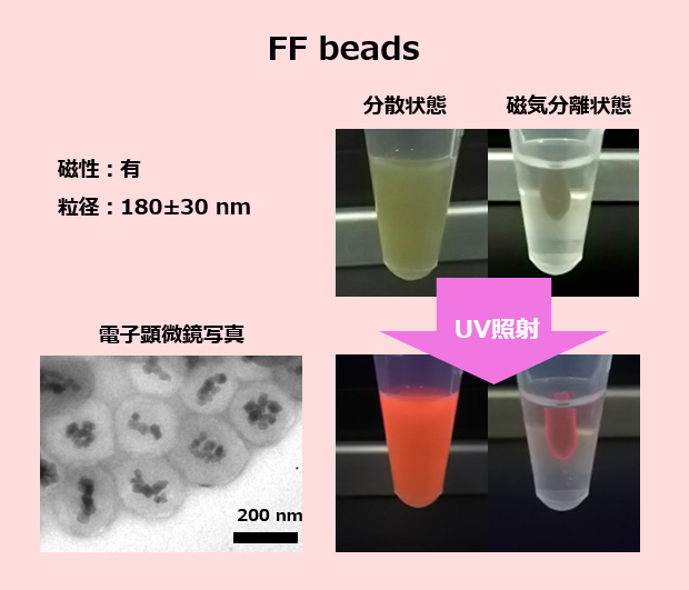 FF beads